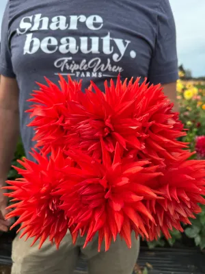 Bloomquist Tina Dahlia Tuber