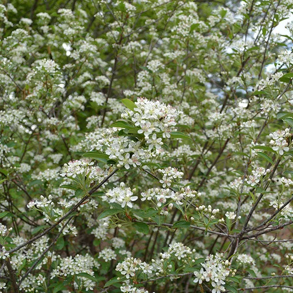 Red Chokeberry (Aronia arbutifolia)