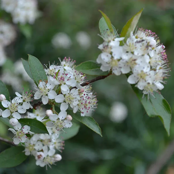 Red Chokeberry (Aronia arbutifolia)