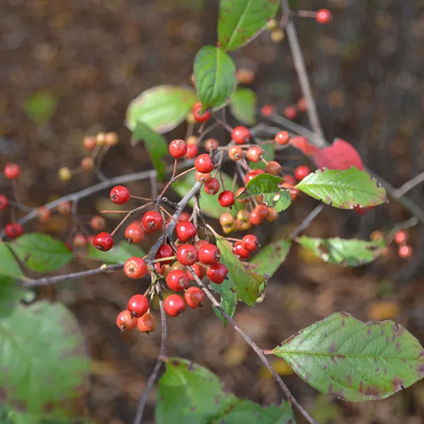 Red Chokeberry (Aronia arbutifolia)