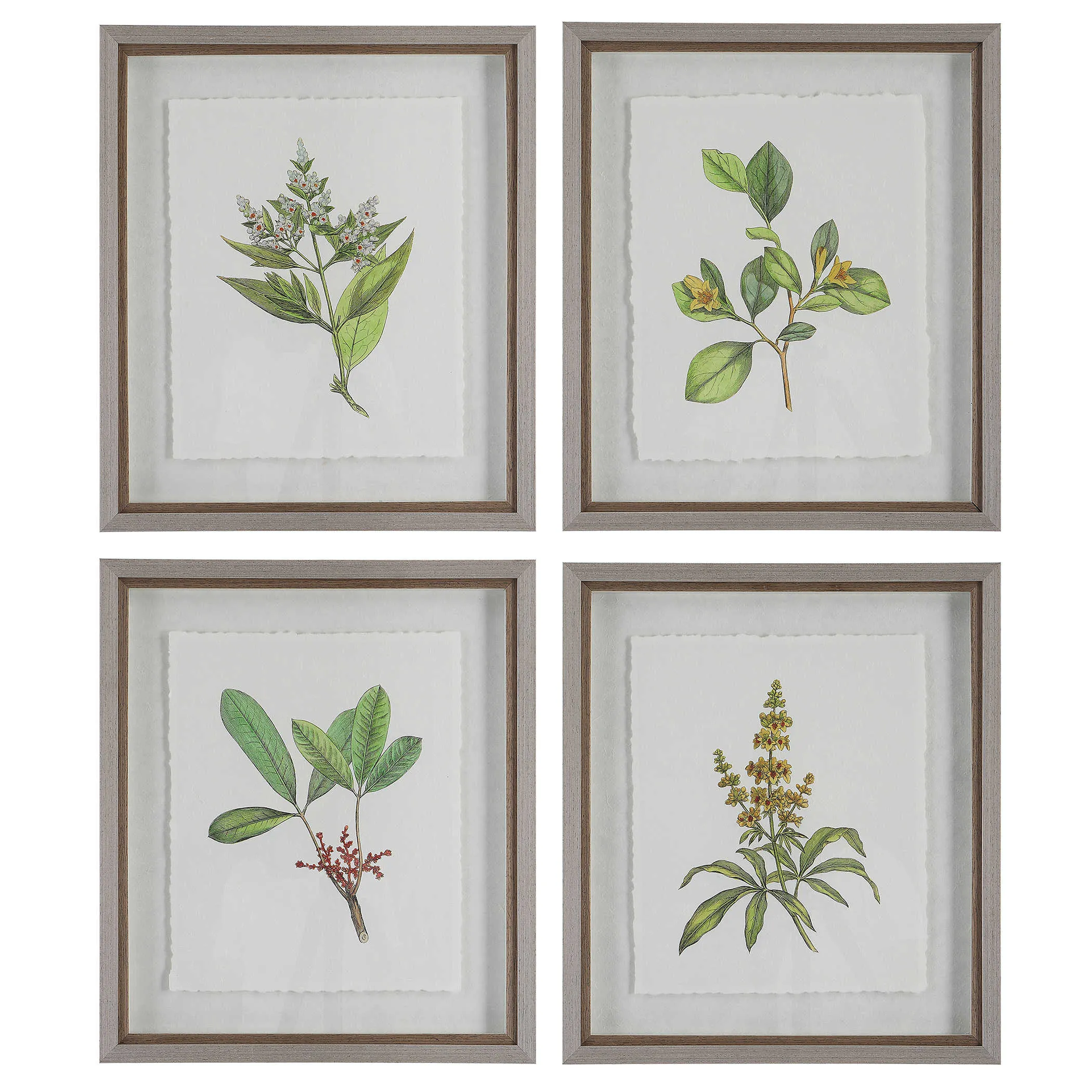 Wildflower Study Prints - B